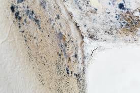 Mold Odor Removal Services in Wyoming, OH